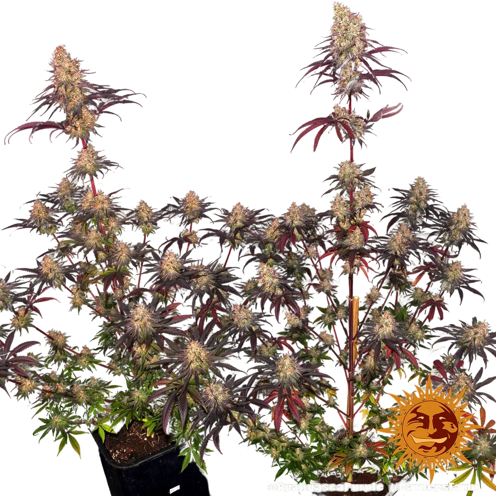 Ayahuasca Purple | PHOTOFEM | Barneys Farm - Freigestellt 2026-05-22