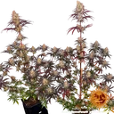 Ayahuasca Purple | PHOTOFEM | Barneys Farm - Freigestellt 2026-05-22