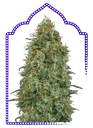 Blueberry | PHOTOFEM | 00 Seeds - Freigestellt 2026-05-22
