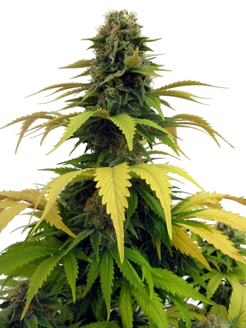 Blueberry | PHOTOFEM | Tiger One Bulk - Freigestellt 2026-05-22