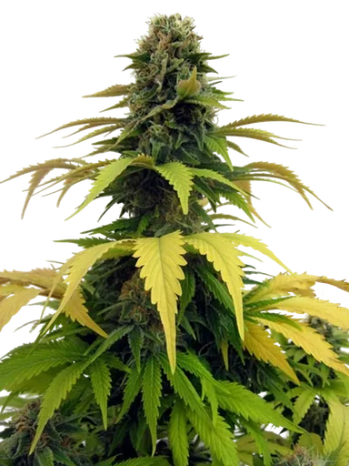 Blueberry | PHOTOFEM | Tiger One Bulk - Freigestellt 2026-05-22