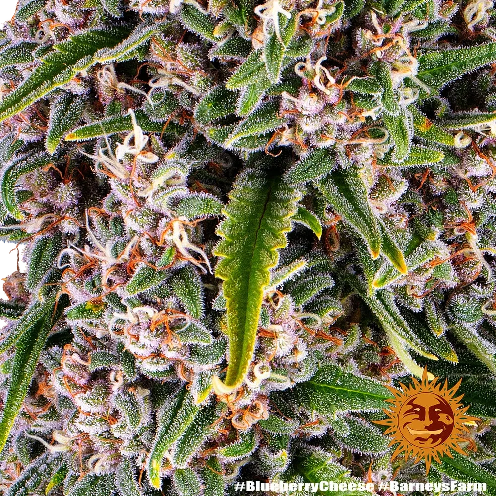 Blue Cheese | PHOTOFEM | Barneys Farm - Freigestellt 2026-05-22