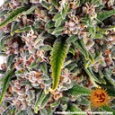 Blue Cheese | PHOTOFEM | Barneys Farm - Freigestellt 2026-05-22