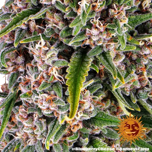 Blue Cheese | PHOTOFEM | Barneys Farm - Freigestellt 2026-05-22