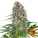 Blue Cheese | PHOTOFEM | Barneys Farm - Freigestellt 2026-05-22
