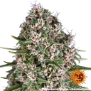 Blue Cheese | PHOTOFEM | Barneys Farm - Freigestellt 2026-05-22