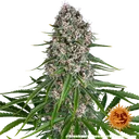 Blue Cheese | PHOTOFEM | Barneys Farm - Freigestellt 2026-05-22