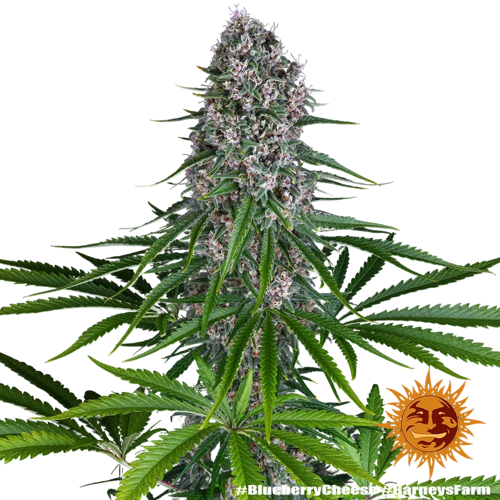 Blue Cheese | PHOTOFEM | Barneys Farm - Freigestellt 2026-05-22