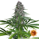 Blue Cheese | PHOTOFEM | Barneys Farm - Freigestellt 2026-05-22