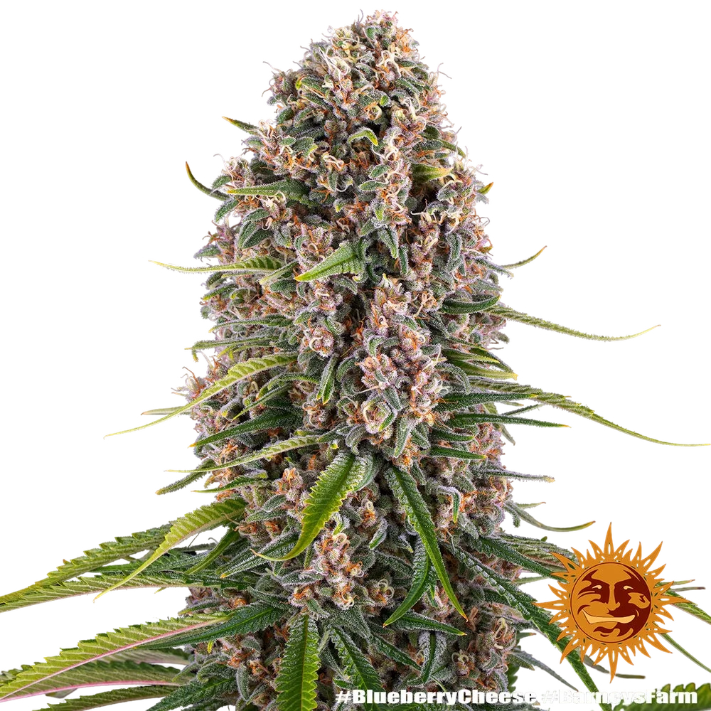 Blue Cheese | PHOTOFEM | Barneys Farm - Freigestellt 2026-05-22