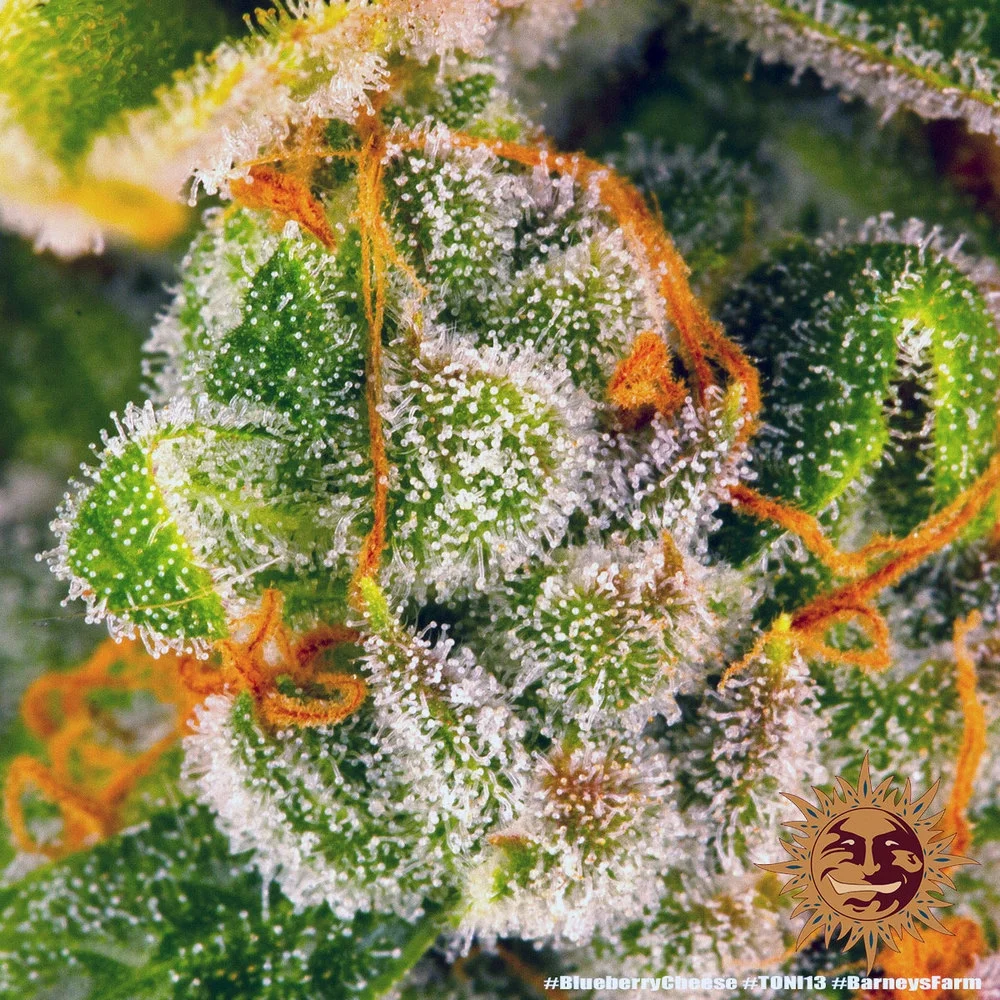 Blue Cheese | PHOTOFEM | Barneys Farm - Freigestellt 2026-05-22