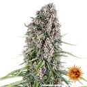 Blue Cheese | PHOTOFEM | Barneys Farm - Freigestellt 2026-05-22
