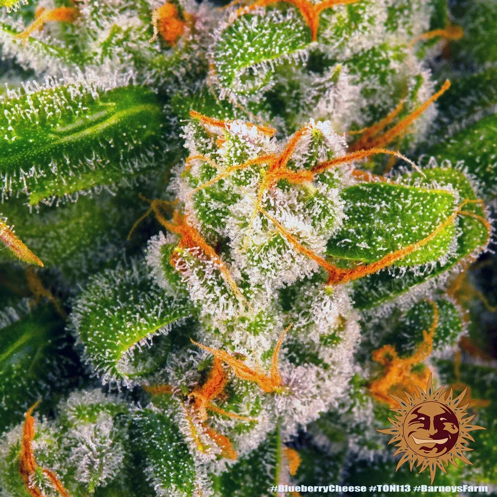 Blue Cheese | PHOTOFEM | Barneys Farm - Freigestellt 2026-05-22