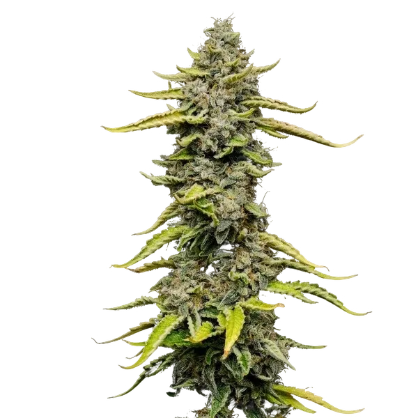 Blue Cheese | PHOTOFEM | Royal Queen Seeds - Freigestellt 2026-05-22