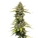 Blue Cheese | PHOTOFEM | Royal Queen Seeds - Freigestellt 2026-05-22