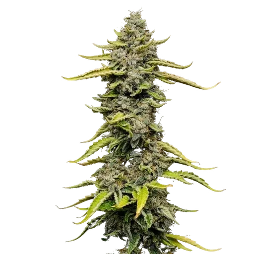 Blue Cheese | PHOTOFEM | Royal Queen Seeds - Freigestellt 2026-05-22