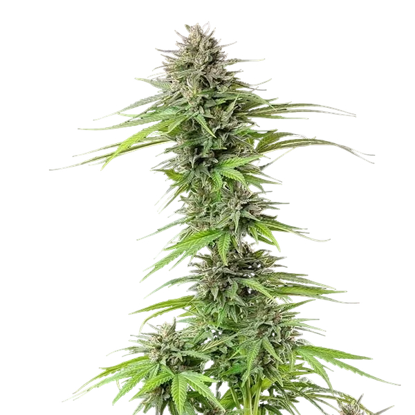 Blue Cheese | PHOTOFEM | Royal Queen Seeds - Freigestellt 2026-05-22