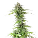 Blue Cheese | PHOTOFEM | Royal Queen Seeds - Freigestellt 2026-05-22