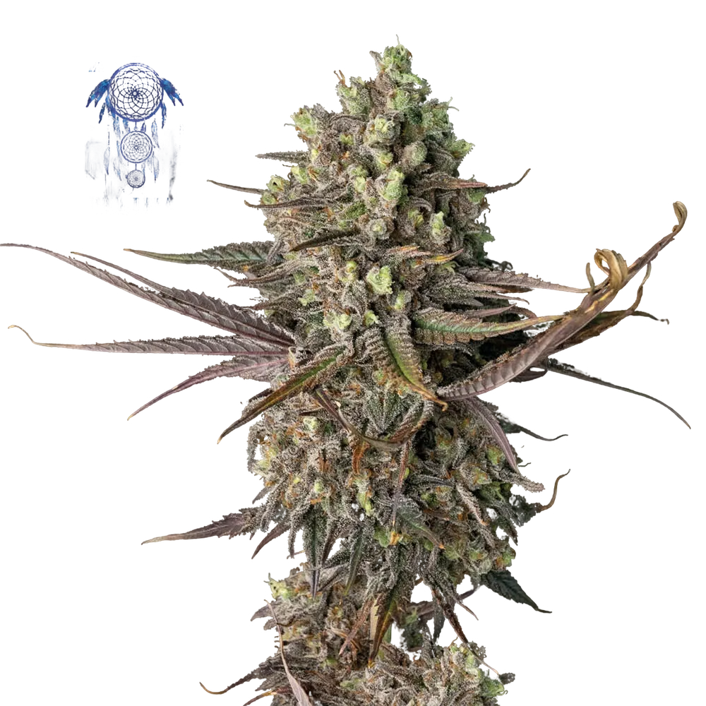Blue Dream | PHOTOFEM | Seedsman - Freigestellt 2026-05-22