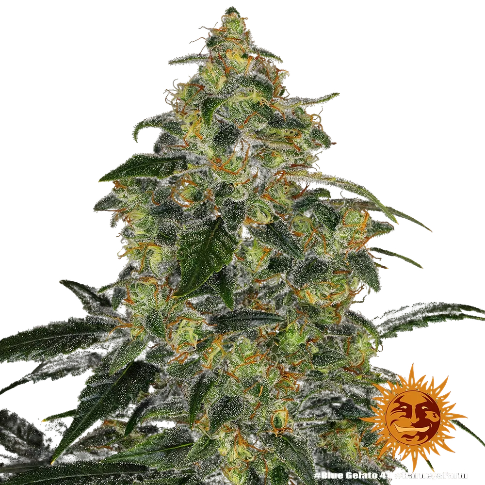 Blue Gelato 41 | PHOTOFEM | Barneys Farm - Freigestellt 2026-05-22
