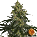 Blue Gelato 41 | PHOTOFEM | Barneys Farm - Freigestellt 2026-05-22