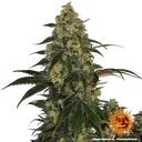 Blue Gelato 41 | PHOTOFEM | Barneys Farm - Freigestellt 2026-05-22