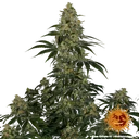Blue Gelato 41 | PHOTOFEM | Barneys Farm - Freigestellt 2026-05-22