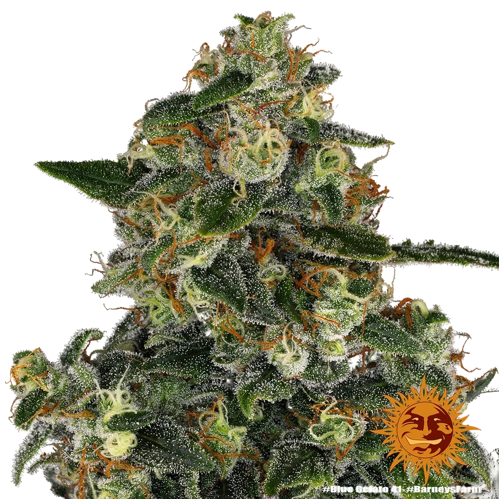 Blue Gelato 41 | PHOTOFEM | Barneys Farm - Freigestellt 2026-05-22