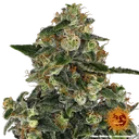 Blue Gelato 41 | PHOTOFEM | Barneys Farm - Freigestellt 2026-05-22