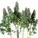 Blue Mystic | PHOTOFEM | Royal Queen Seeds - Freigestellt 2026-05-22
