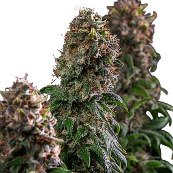 Blue Mystic | PHOTOFEM | Royal Queen Seeds - Freigestellt 2026-05-22