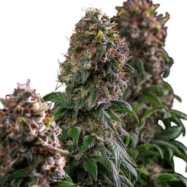 Blue Mystic | PHOTOFEM | Royal Queen Seeds - Freigestellt 2026-05-22