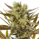 Blue Mystic | PHOTOFEM | Royal Queen Seeds - Freigestellt 2026-05-22