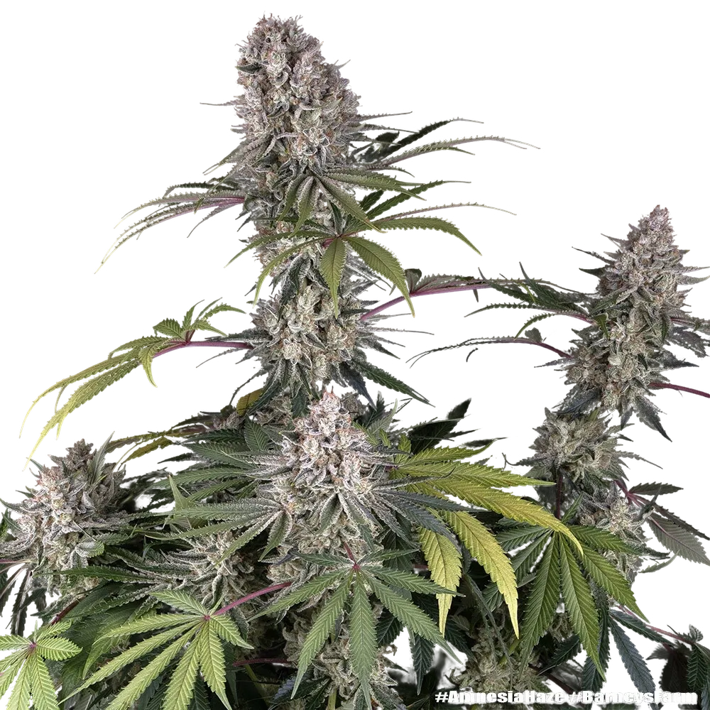 Amnesia Haze | PHOTOFEM | Barneys Farm - Freigestellt 2026-05-31