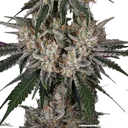 Amnesia Haze | PHOTOFEM | Barneys Farm - Freigestellt 2026-05-31