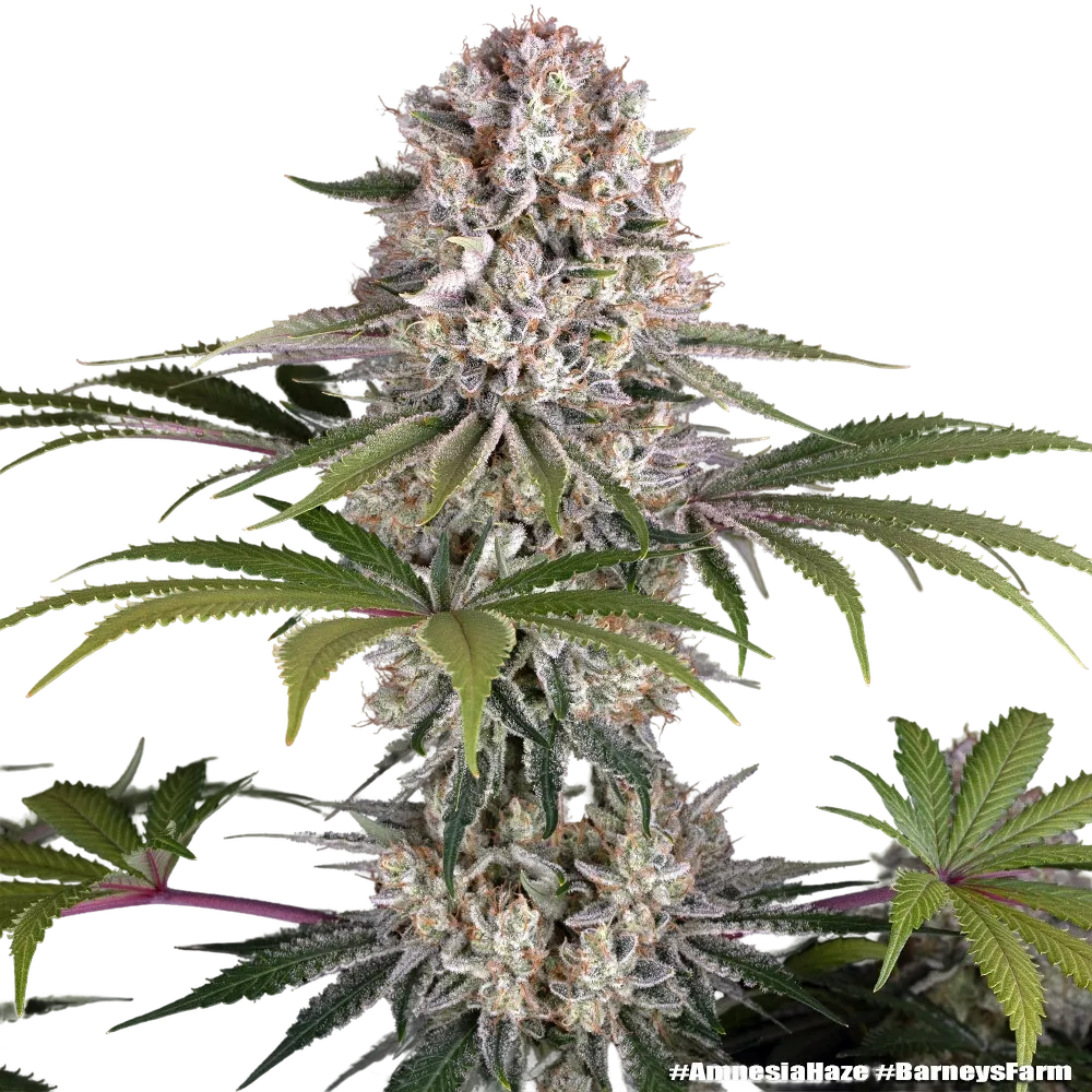 Amnesia Haze | PHOTOFEM | Barneys Farm - Freigestellt 2026-05-31