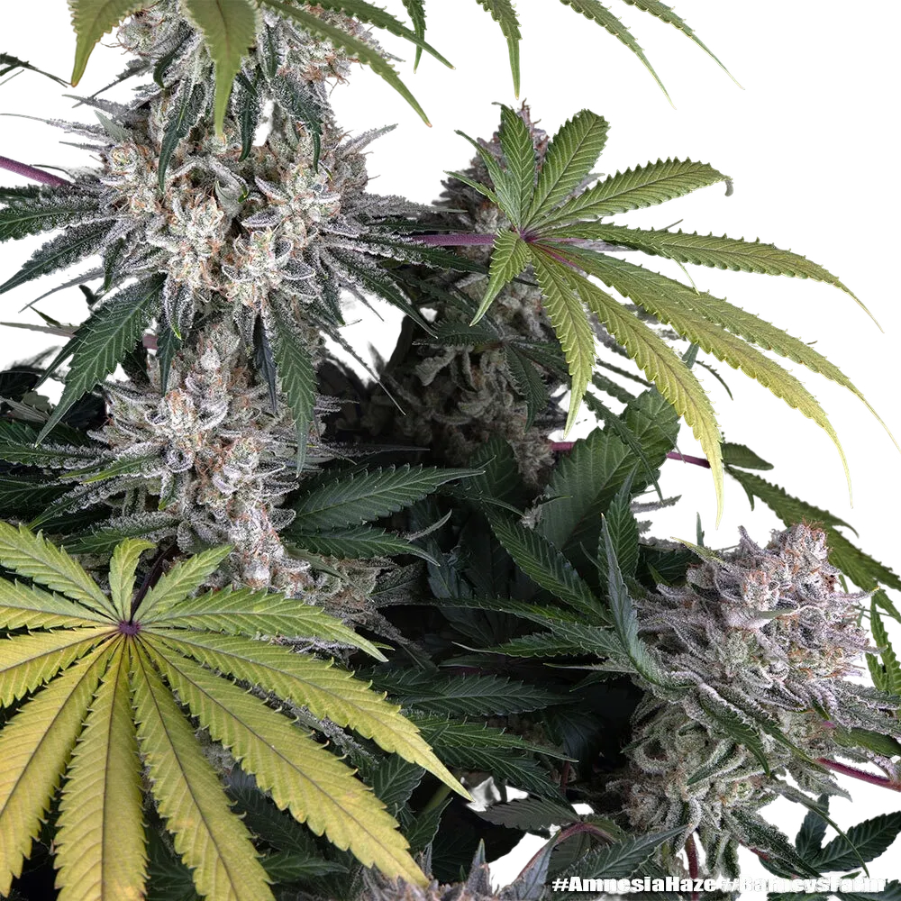 Amnesia Haze | PHOTOFEM | Barneys Farm - Freigestellt 2026-05-31