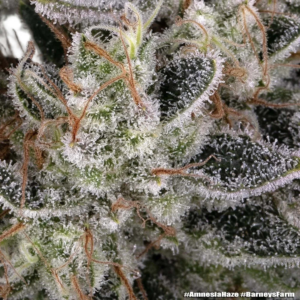 Amnesia Haze | PHOTOFEM | Barneys Farm - Freigestellt 2026-05-31