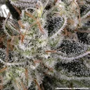 Amnesia Haze | PHOTOFEM | Barneys Farm - Freigestellt 2026-05-31