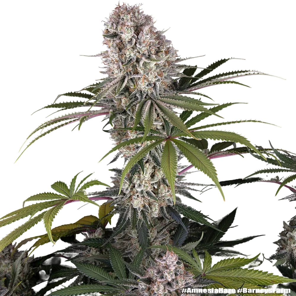 Amnesia Haze | PHOTOFEM | Barneys Farm - Freigestellt 2026-05-31