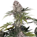 Amnesia Haze | PHOTOFEM | Barneys Farm - Freigestellt 2026-05-31