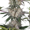 Amnesia Haze | PHOTOFEM | Barneys Farm - Freigestellt 2026-05-31