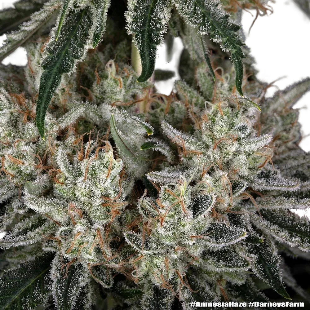 Amnesia Haze | PHOTOFEM | Barneys Farm - Freigestellt 2026-05-31