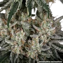 Amnesia Haze | PHOTOFEM | Barneys Farm - Freigestellt 2026-05-31