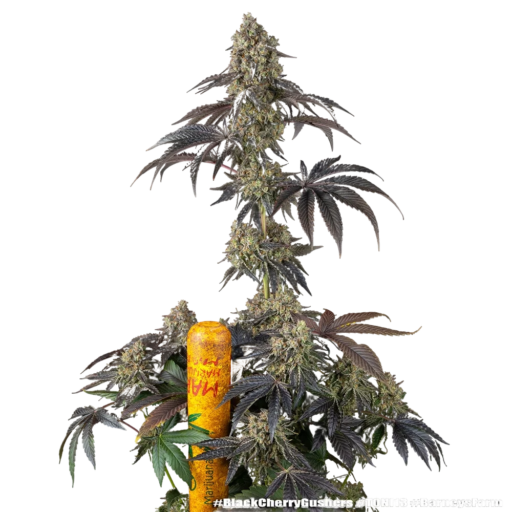 Black Cherry Gushers | PHOTOFEM | Barneys Farm - Freigestellt 2026-05-31
