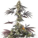 Black Cherry Gushers | PHOTOFEM | Barneys Farm - Freigestellt 2026-05-31