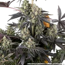 Black Cherry Gushers | PHOTOFEM | Barneys Farm - Freigestellt 2026-05-31