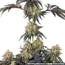 Black Cherry Gushers | PHOTOFEM | Barneys Farm - Freigestellt 2026-05-31