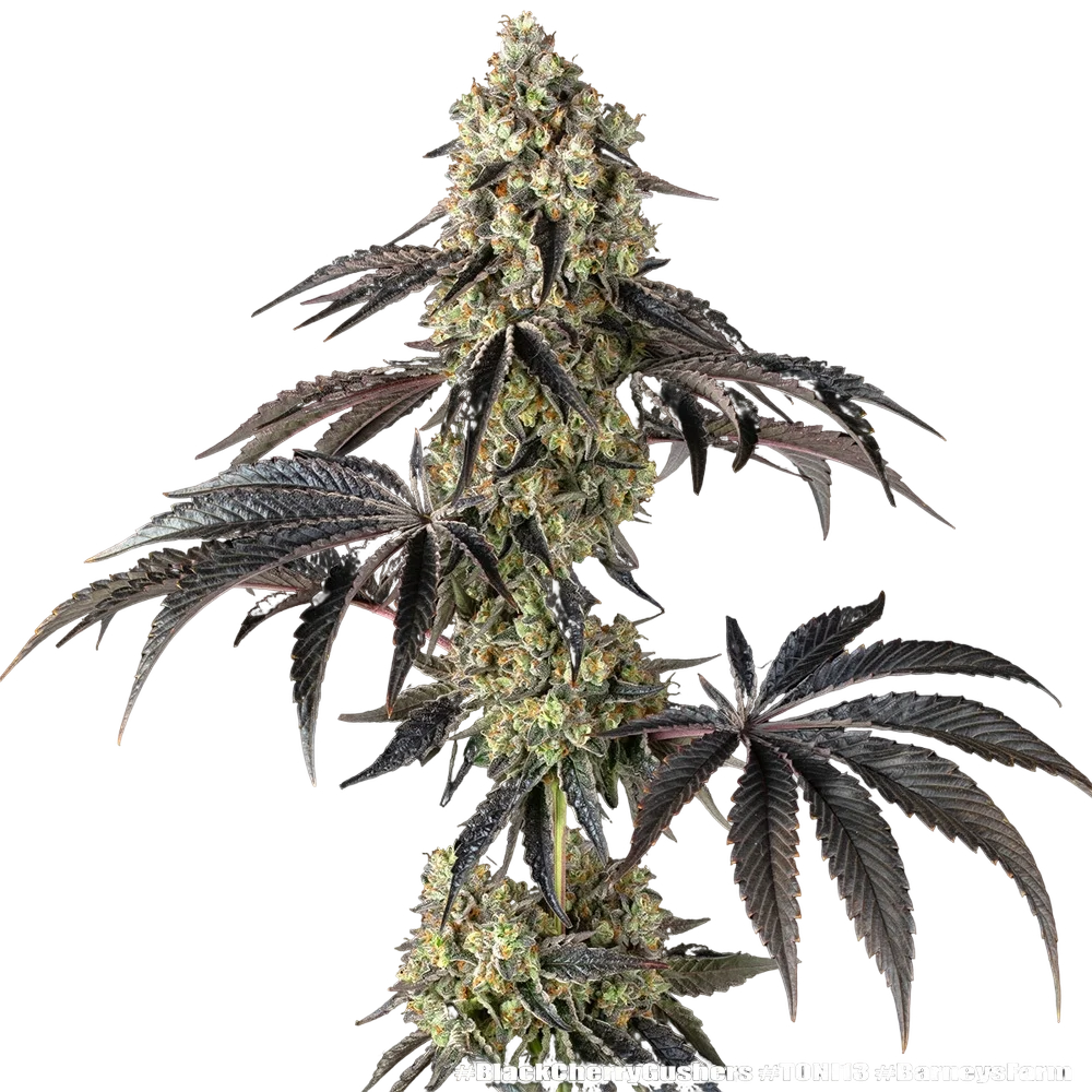 Black Cherry Gushers | PHOTOFEM | Barneys Farm - Freigestellt 2026-05-31