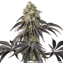 Black Cherry Gushers | PHOTOFEM | Barneys Farm - Freigestellt 2026-05-31
